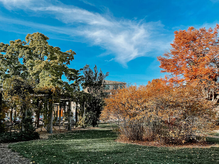 The Maxwell Arboretum